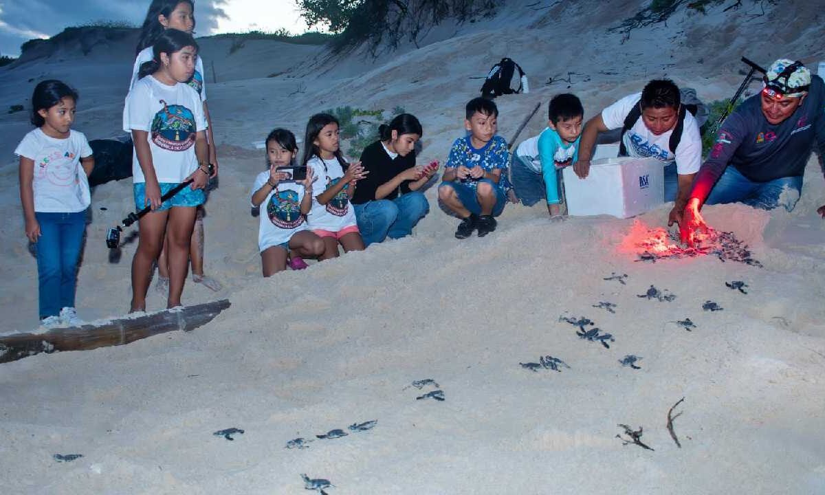Protección a la tortuga marina.