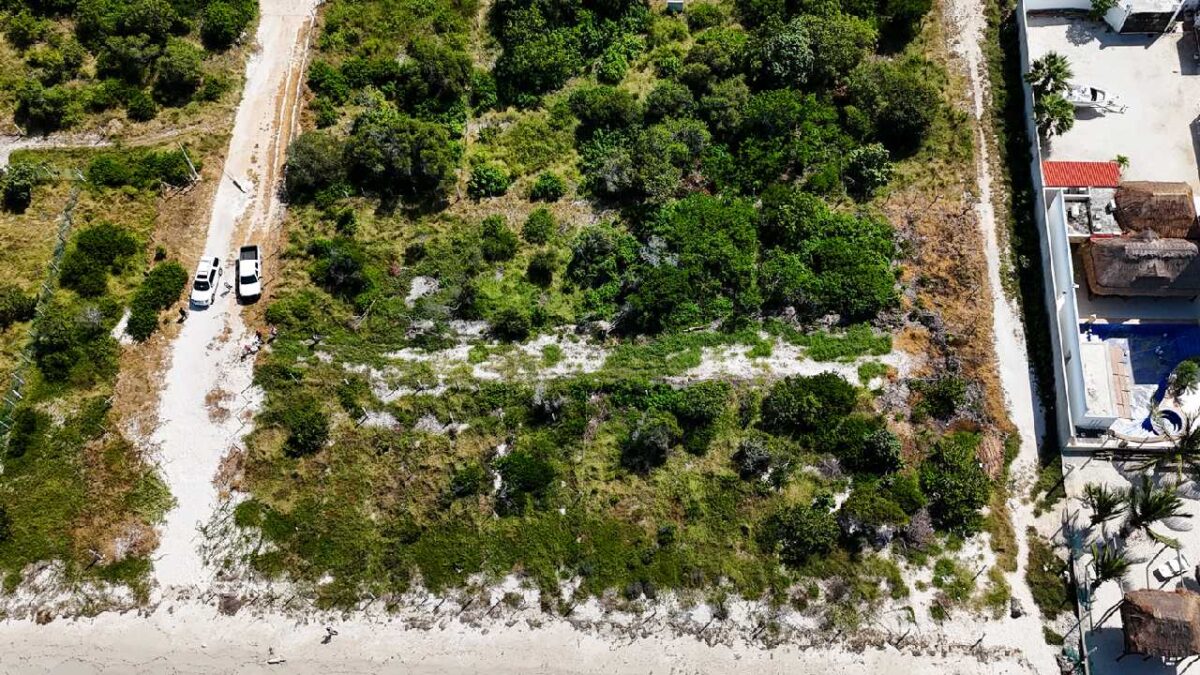 Operativos de la Profepa.