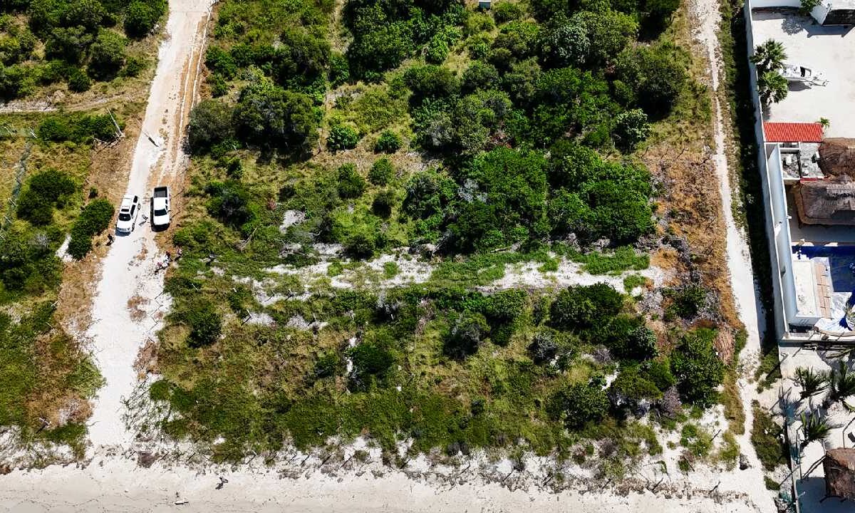 Operativos de la Profepa.