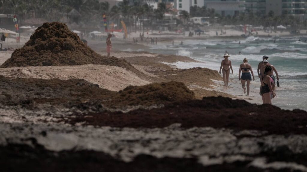 Sargazo en Quintana Roo