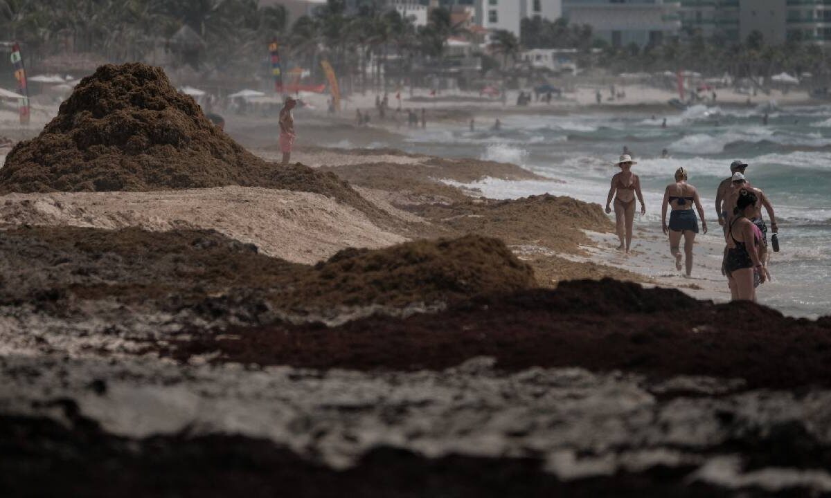 Sargazo en Quintana Roo