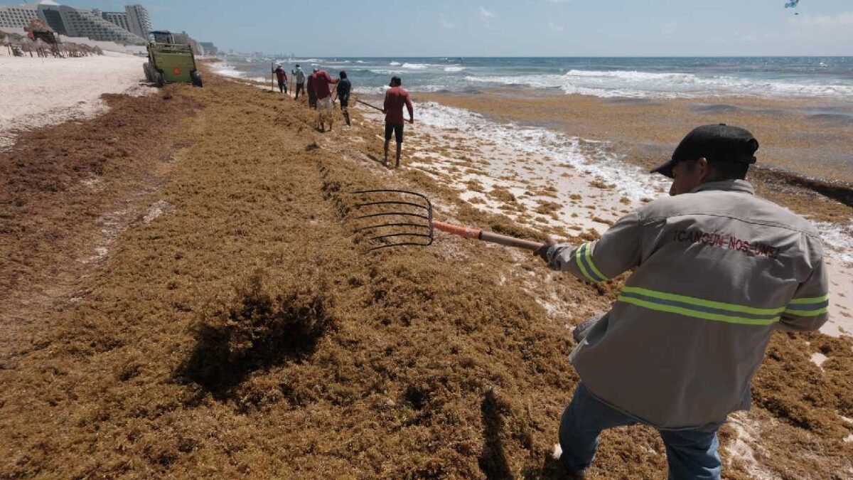 Buscan aprovechar el sargazo.