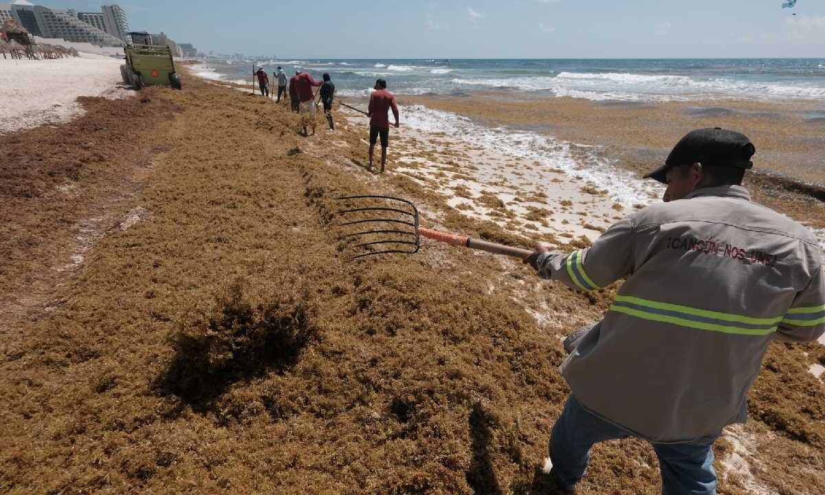 Buscan aprovechar el sargazo.