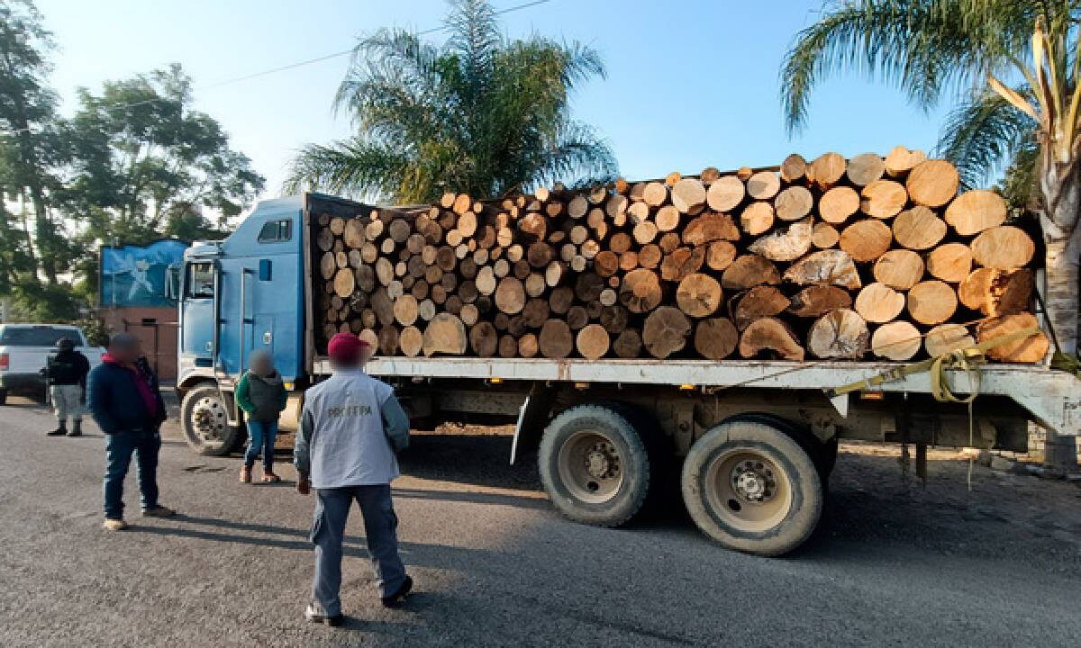 Últimas noticias. Inspección de Profepa.
