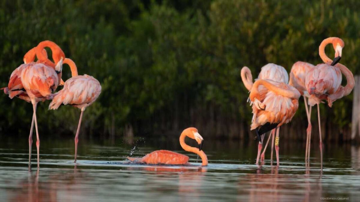 Flamencos bajo cuidado.