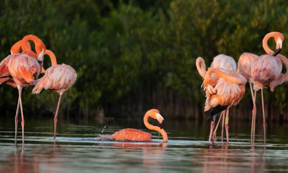 Flamencos bajo cuidado.