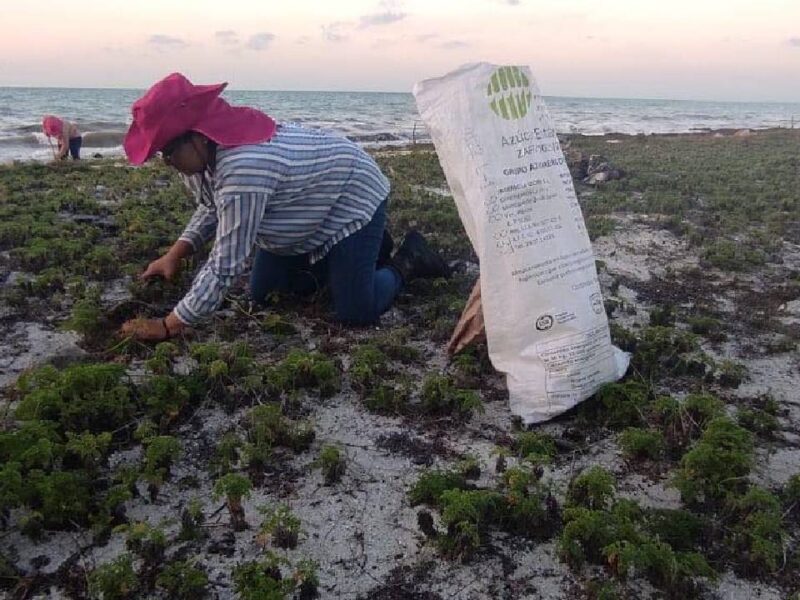 Turismo sustentable en Cancún: 60% de los hoteles ya aplican acciones para reducir su huella de carbono