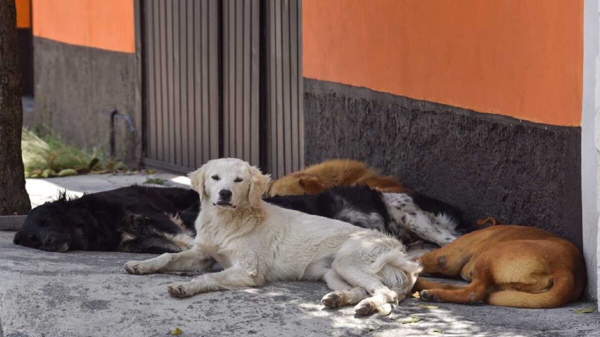 Alerta por perros callejeros en Chetumal.