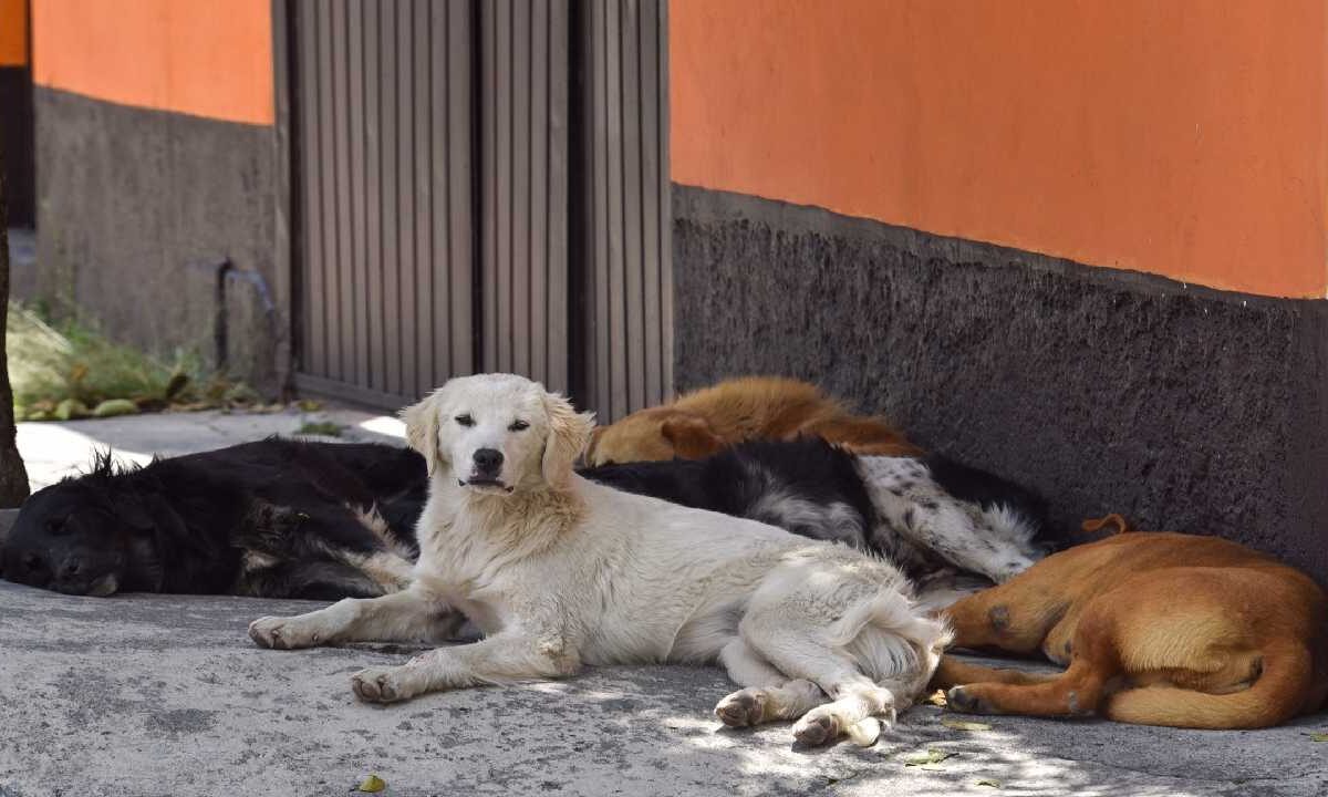 Alerta por perros callejeros en Chetumal.