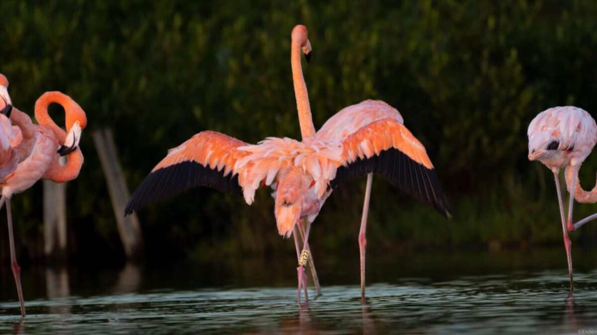 El flamenco americano, en Cozumel.