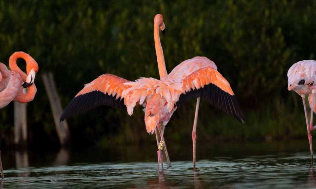 El flamenco americano, en Cozumel.