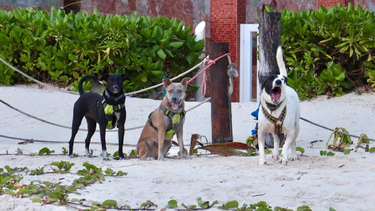 Puerto Morelos fortalece políticas de bienestar animal