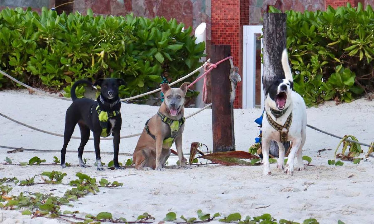 Puerto Morelos fortalece políticas de bienestar animal