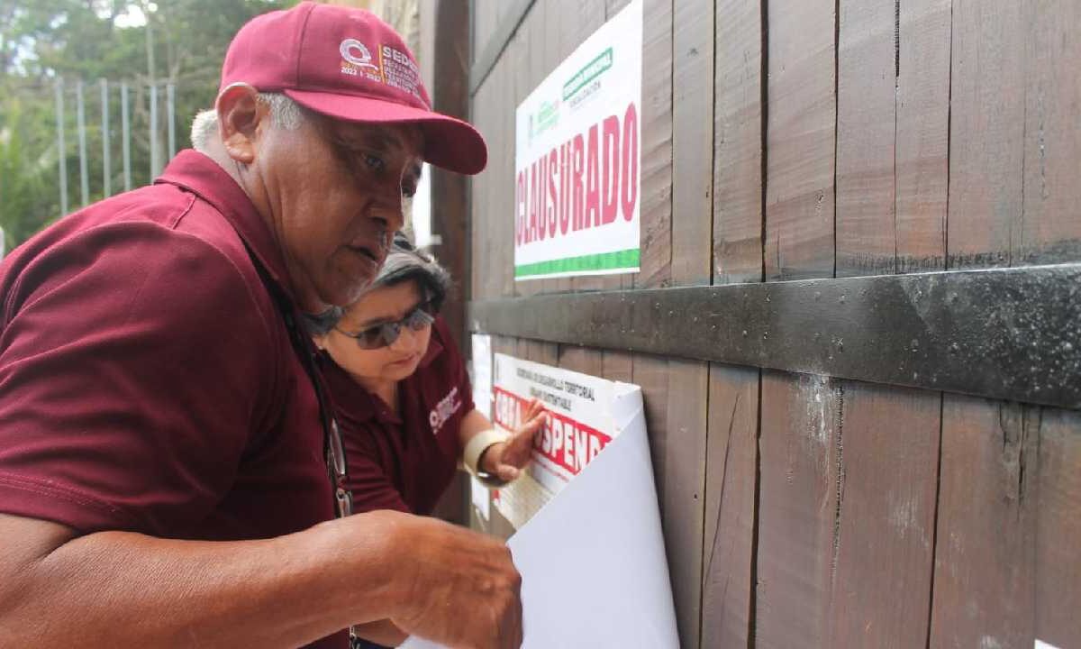 Sedetus exhibe desarrollos irregulares.