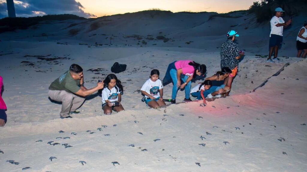 Cuidados y protección a las tortugas marinas.