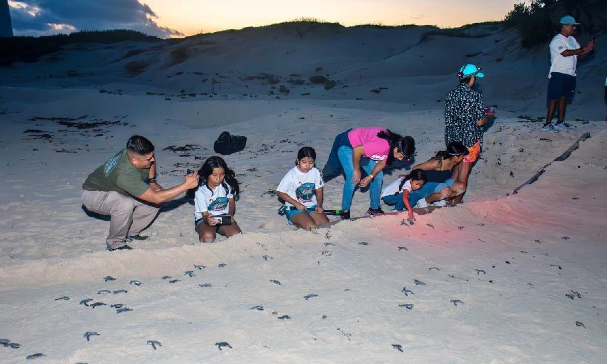 Cuidados y protección a las tortugas marinas.