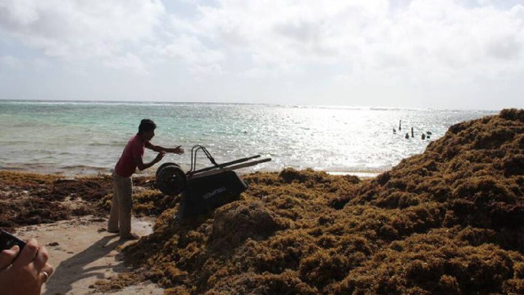 Polo de Economía Circular del Sargazo en Quintana Roo avanza como proyecto estratégico