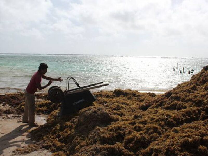 Quintana Roo adelanta estrategia contra el sargazo