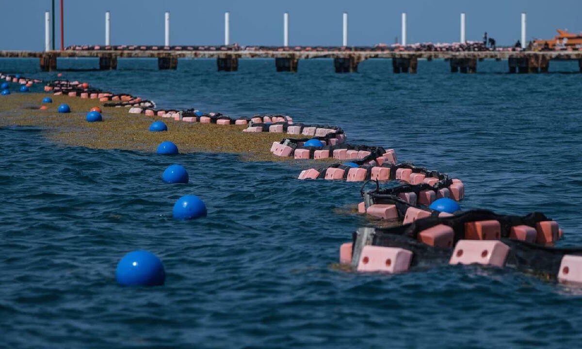 Sargazo en Quintana Roo