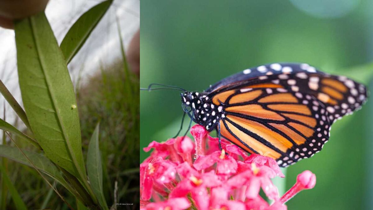 Huevecillos de la Mariposa Monarca en Cozumel.