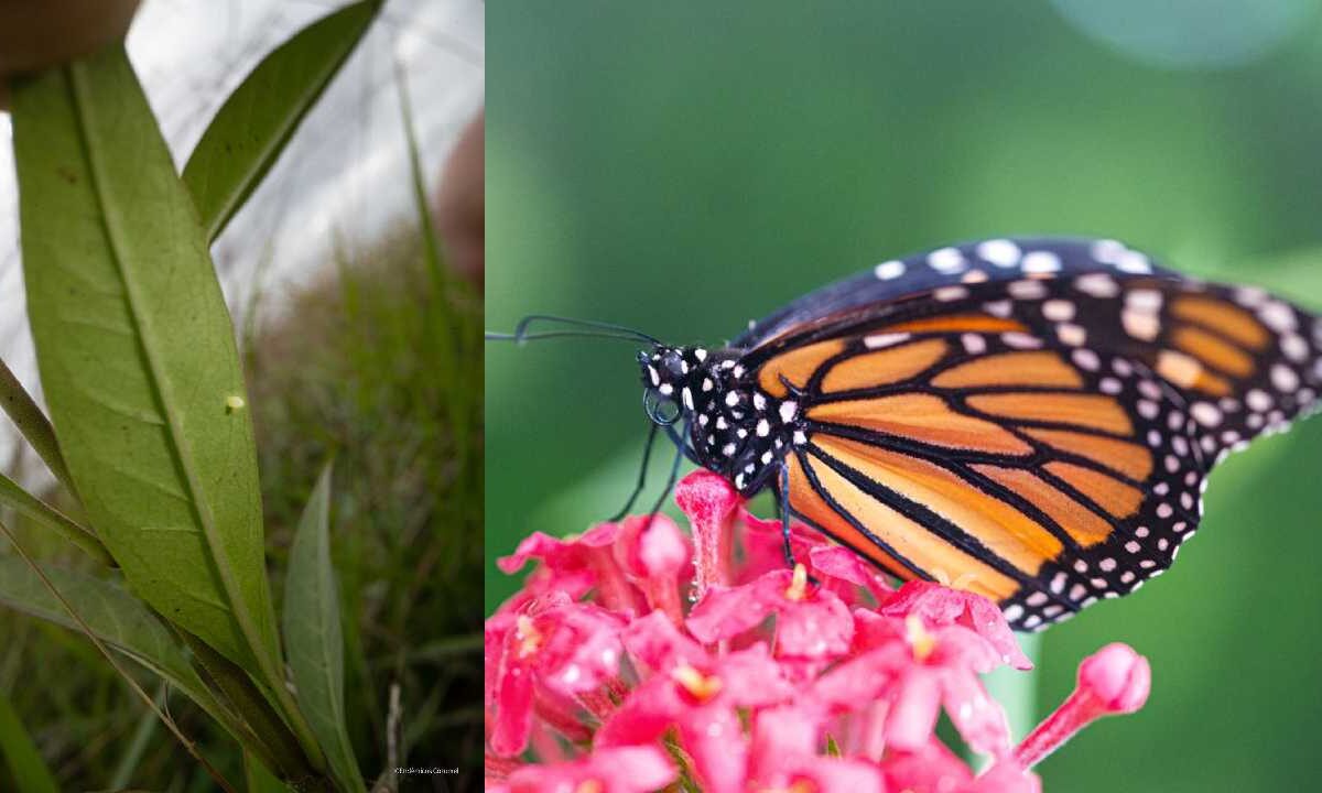 Huevecillos de la Mariposa Monarca en Cozumel.