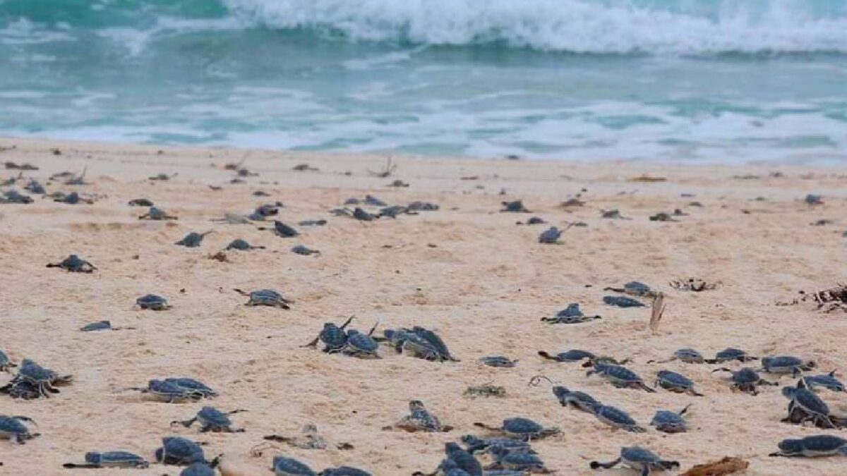 Tortugas marinas en Cancún