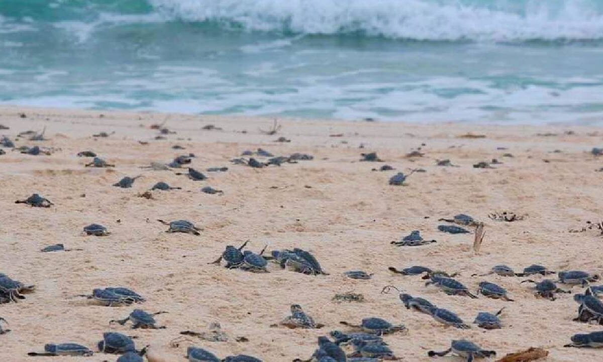Tortugas marinas en Cancún