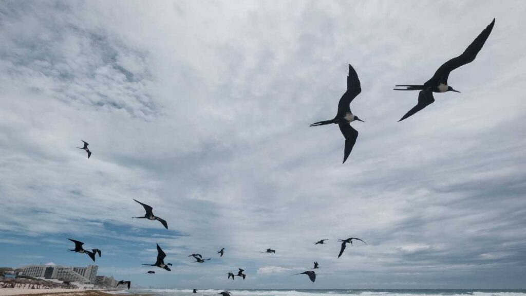 Clima en Quintana Roo: se prevé un día caluroso, con lluvias aisladas; monitorean frente frío 27