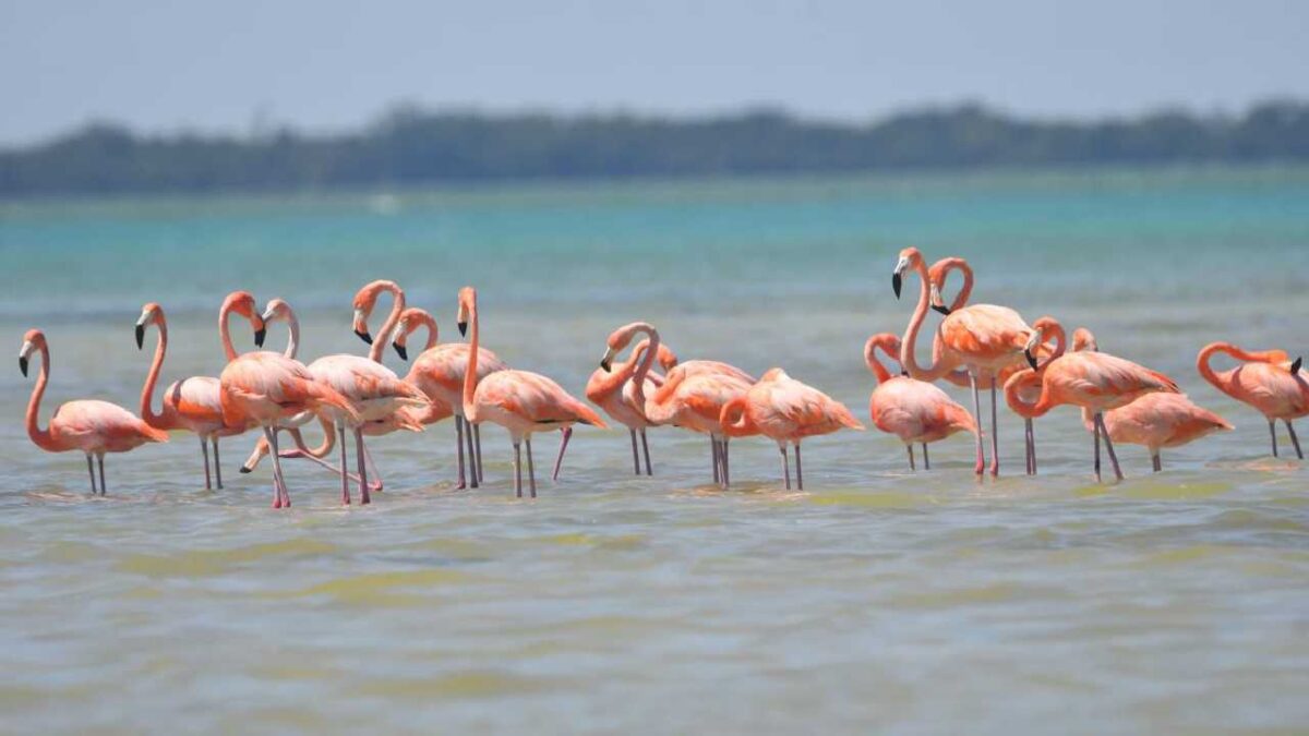 Holbox se alista para la Fitur.