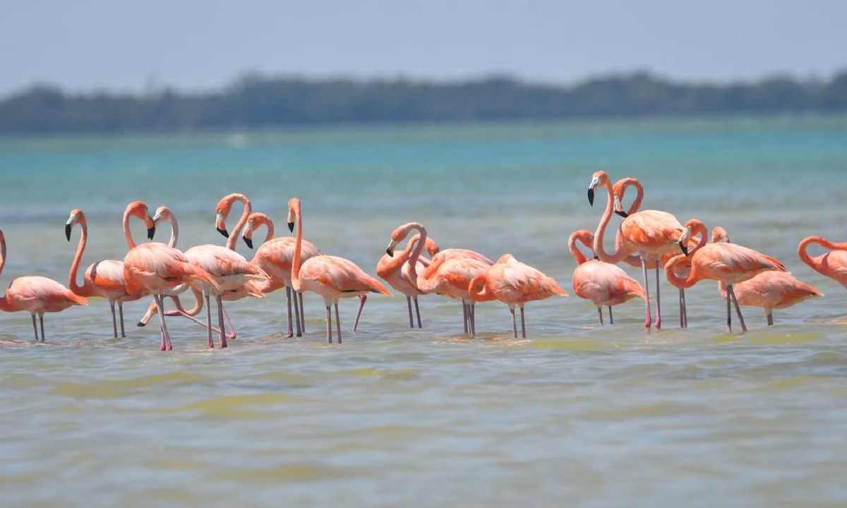 Holbox se alista para la Fitur.