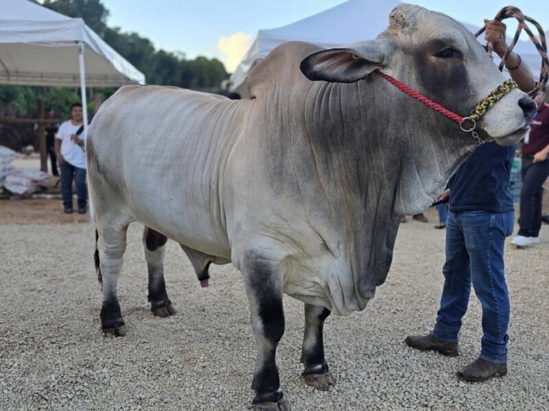 Impulsarán pruebas genéticas con embriones para fortalecer la ganadería