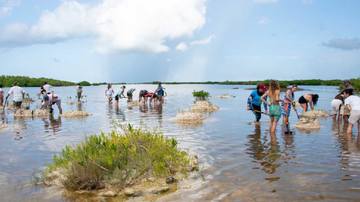 Cuidado de manglares.