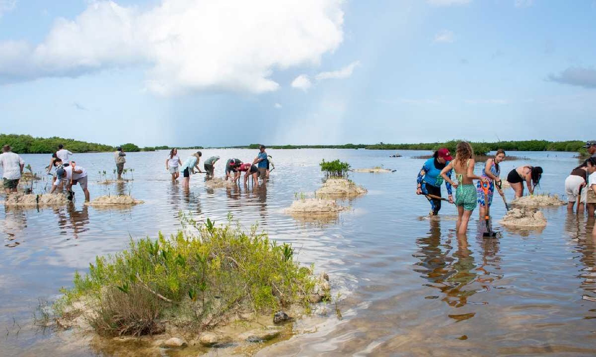 Cuidado de manglares.