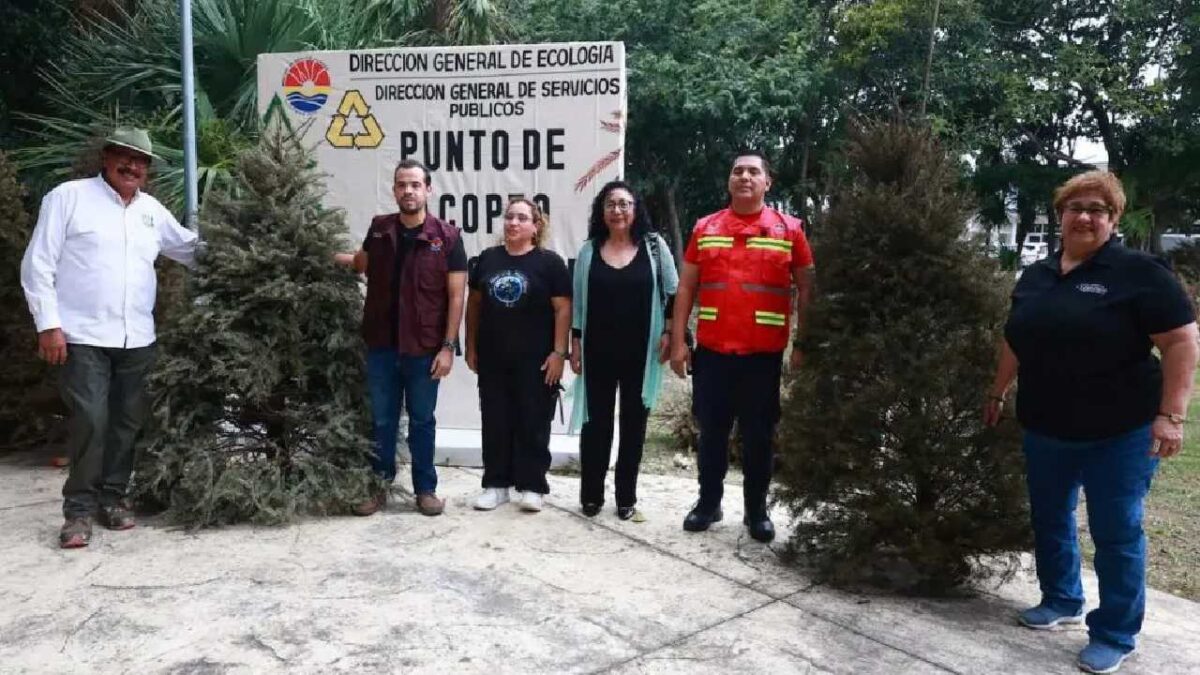 Acopio de árboles navideños.