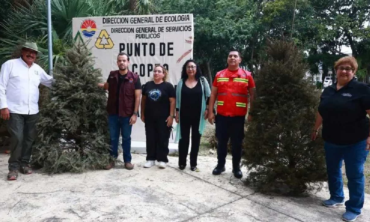 Acopio de árboles navideños.