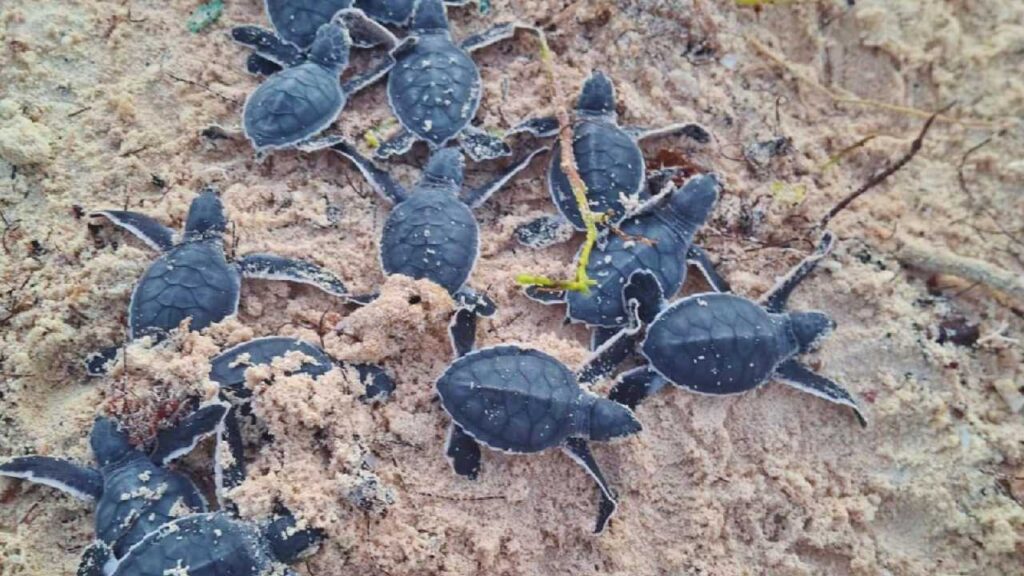 Cozumel, en defensa del medio ambiente.