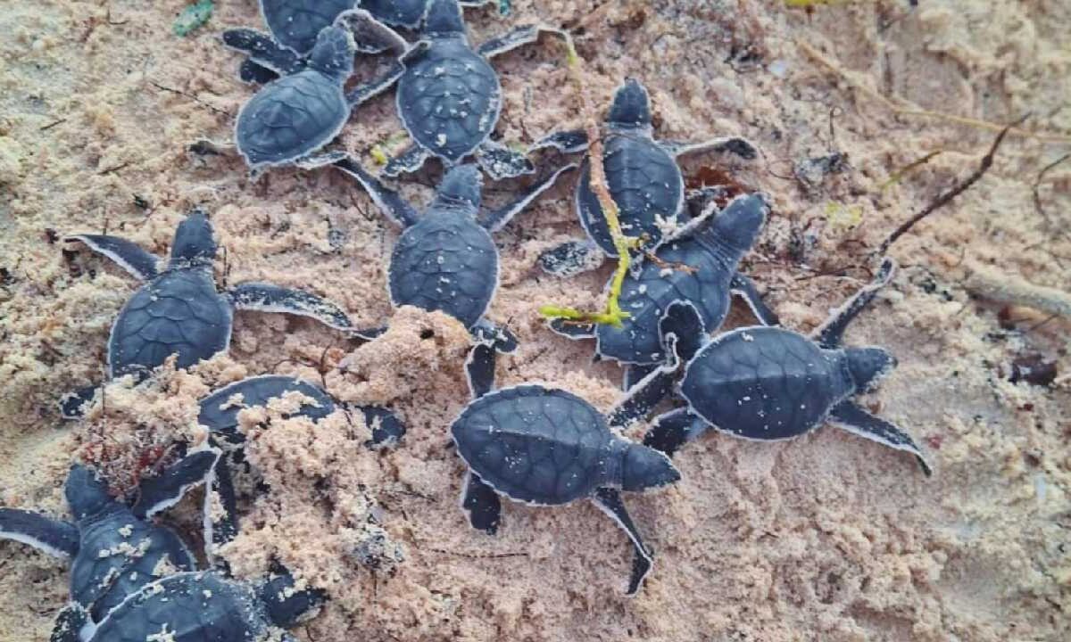 Cozumel, en defensa del medio ambiente.