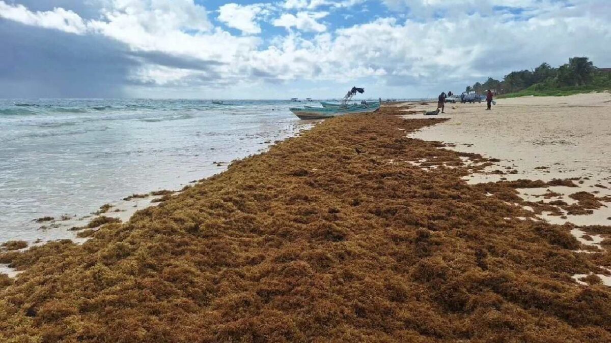Arribazón Atípica de Sargazo