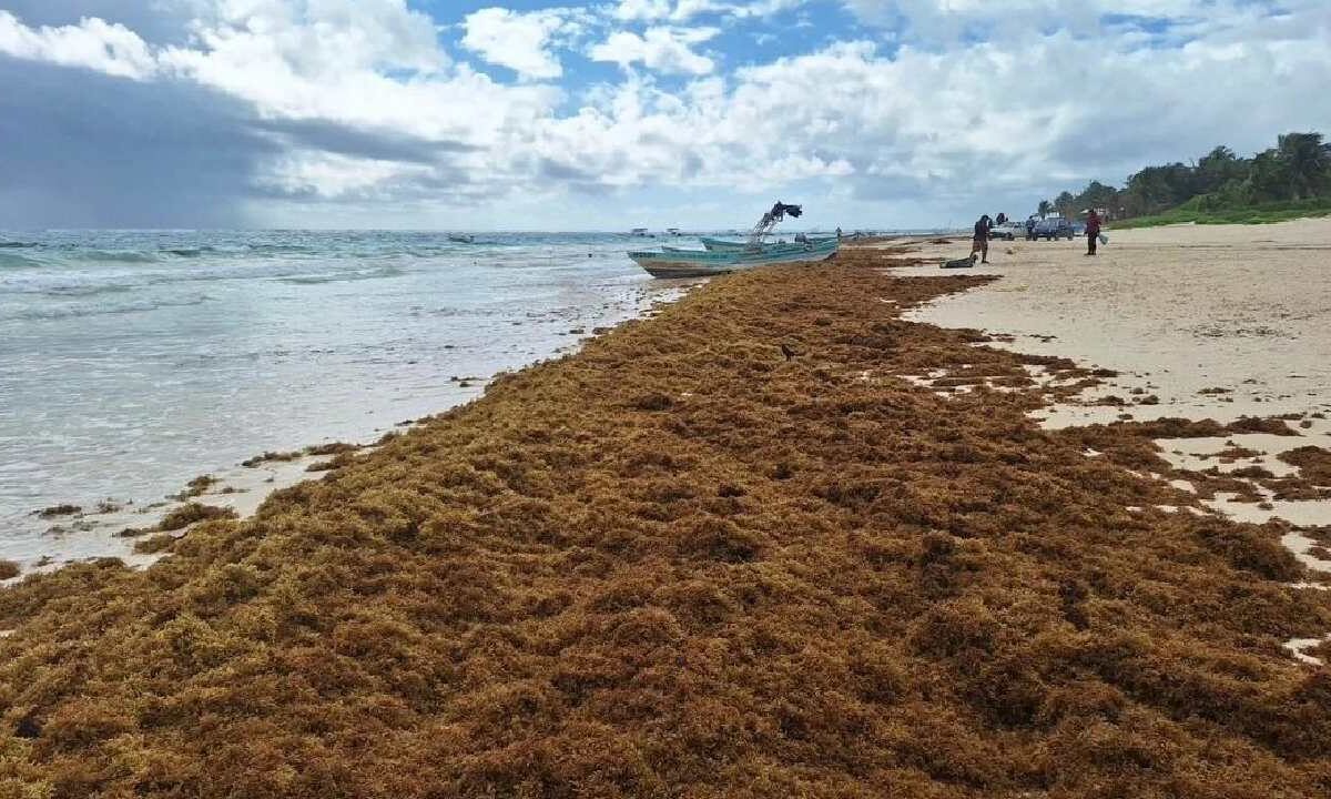 Arribazón Atípica de Sargazo