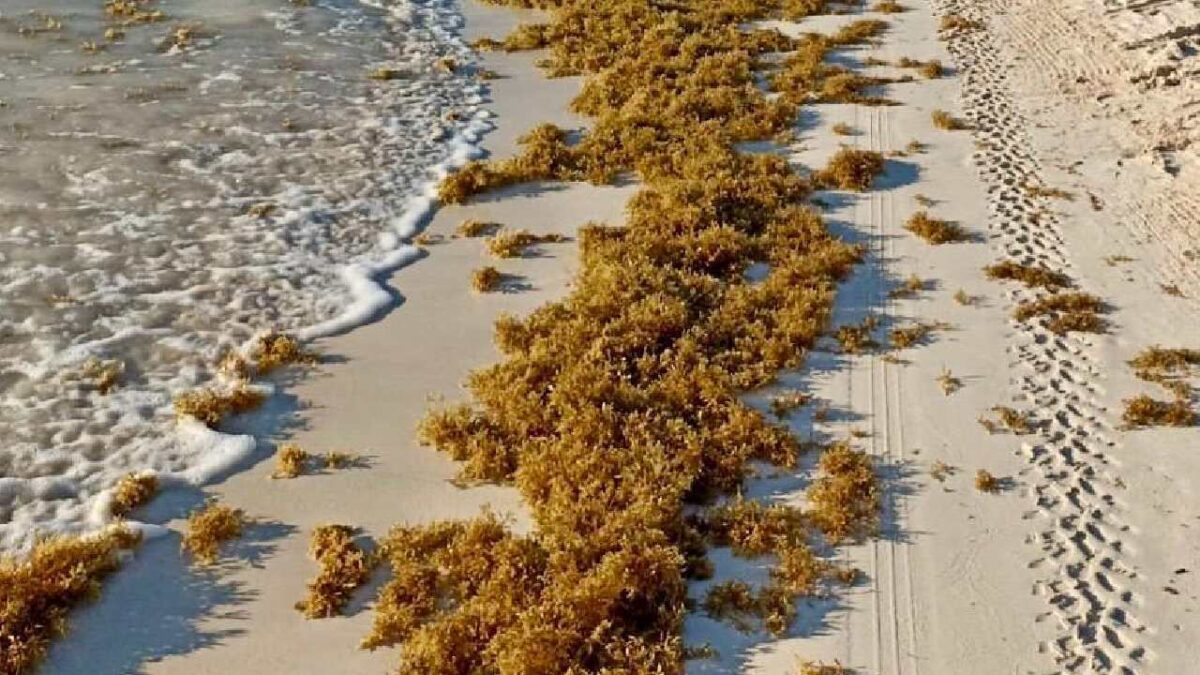Playas de Cancún libres de sargazo