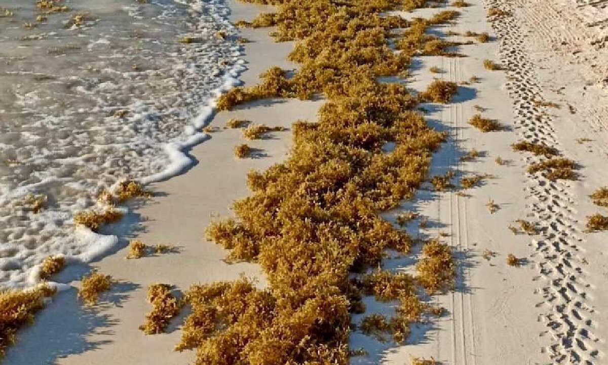 Playas de Cancún libres de sargazo