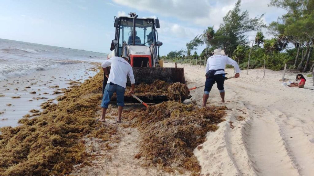 Recale atípico de sargazo afecta Playa del Carmen.