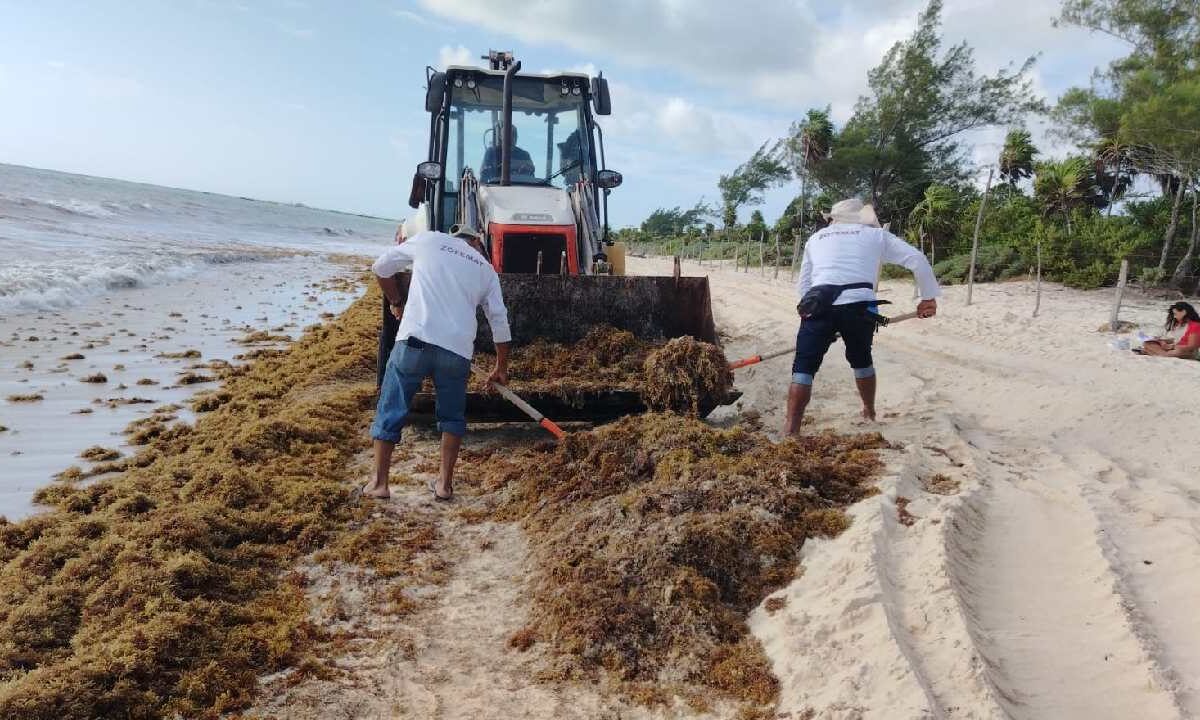 Recale atípico de sargazo afecta Playa del Carmen.