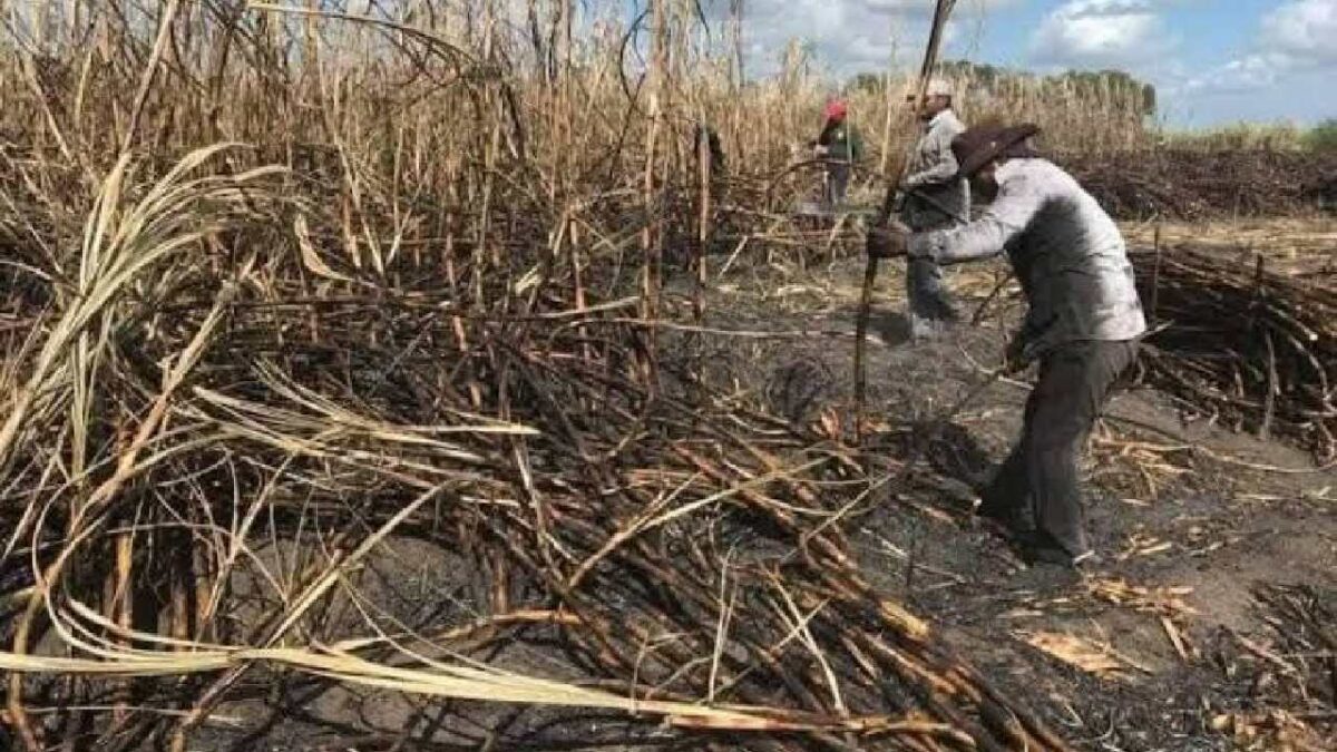 Zafra 2025-2026 inicia con baja proyección.