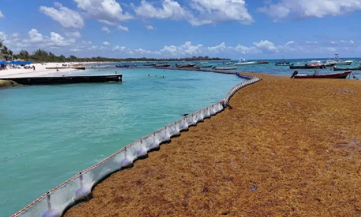 Analizan la interconexión de las barreras antisargazo