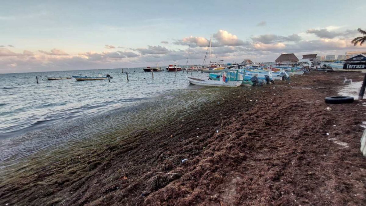 El sargazo es un tema primordial para la temporada alta.
