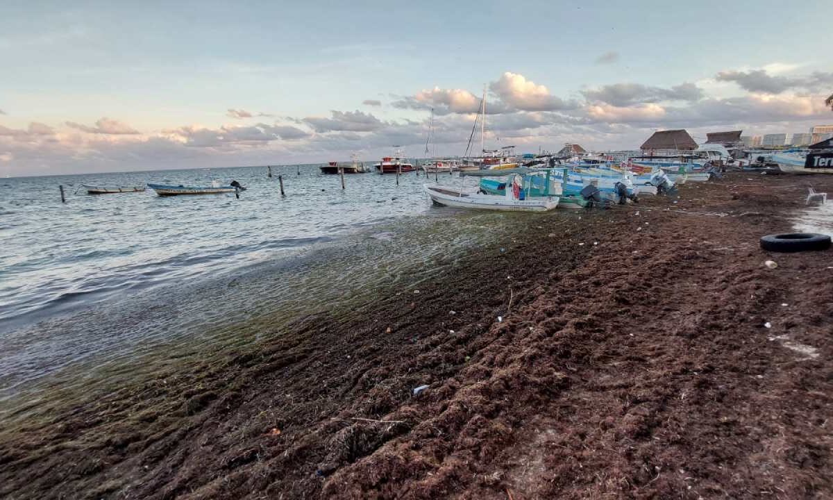 El sargazo es un tema primordial para la temporada alta.