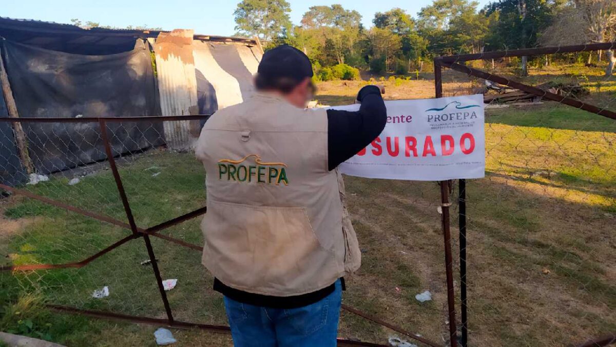 Profepa implementó operativo nacional.