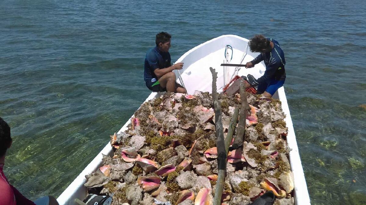 Captura de caracol rosado.