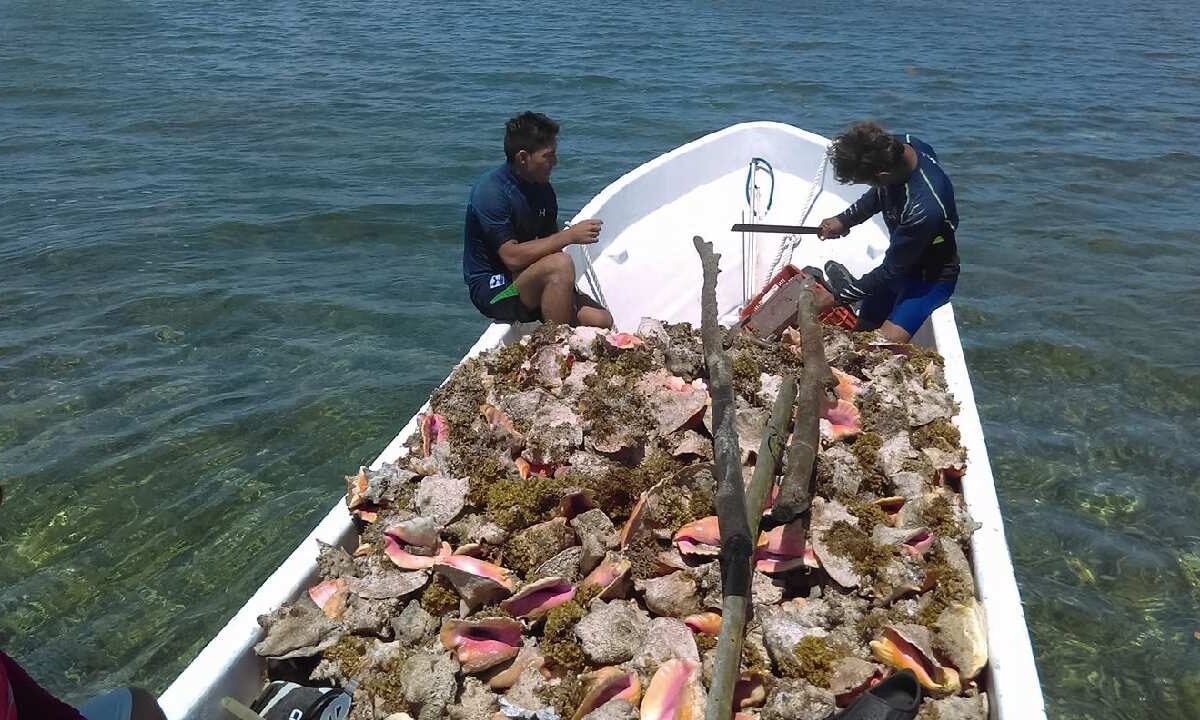 Captura de caracol rosado.